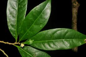 Image result for Suregada