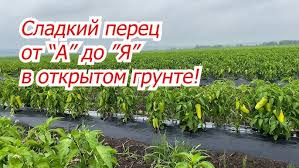 Як уникнути пересушування землі