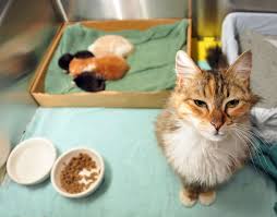 To maintain this unique status, there are strict guidelines and specific programs that must be completed before your cat or dog will be accepted into the state of hawaii. Moving Pets To Hawaii Frequently Asked Questions Faq Hawaii Real Estate Market Trends Hawaii Life