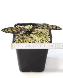 Image result for Oeceoclades