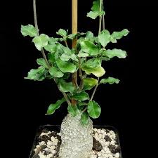 Image result for Fockea multiflora