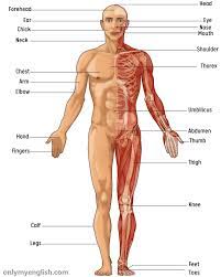 Check spelling or type a new query. Human Body Parts Name List In English With Image Onlymyenglish