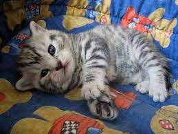 Check spelling or type a new query. This Might Be My Exception For Owning A Cat White Toyger Toyger Cat Toyger Kitten Cute Little Animals