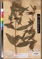 Image result for Aspilia rudis