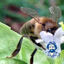 Noticed a swarm and don't know how to deal with it? Bee Removal Relocate If Possible Don T Kill Bees Jim S 131 546