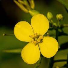 Canola Flower Canola Flower Flowers Canola Field