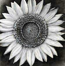 If your flower has 8 petals, draw 2 petals in each quadrant. How To Draw A Sunflower Realistic Sunflower Step By Step Drawing Guide By Finalprodigy Dragoart Com