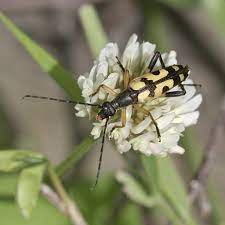 Pin On Nature News From Dorset