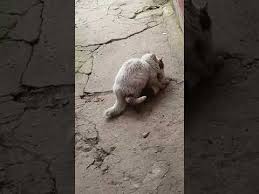 Dusuk Butceli Kedi Pornosu Youtube