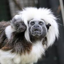 Native To The Forests Of Northwest Colombia Cotton Top Tamarins Usually Weigh Less Than 500 Grams As Adults And Are Sometime Zooborns Primates Newborn Animals