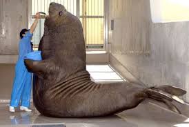 The Ultimate Images Gallery Of The Biggest Things On Earth Big Animals Elephant Seal Cute Seals