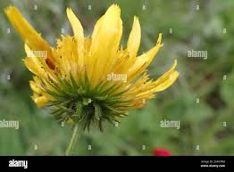 Image result for Berkheya setifera