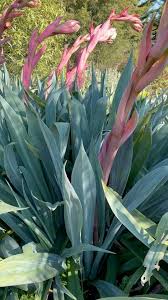 Image result for Beschorneria yuccoides