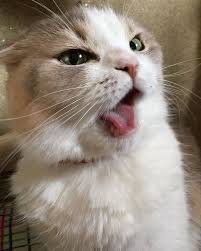 Kedicik Kedilife Kedi Cats Cat Catlove 2020 Guzel Kediler Komik Hayvan Kediler Ve Yavrulari