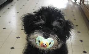 Check spelling or type a new query. Teddy Bear Puppies For Sale In Wausau Wi