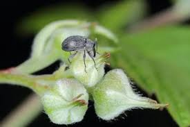 Image result for květopas jahodníkový