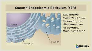 Ser does not bear ribosomes over the surface of its membranes. Smooth Endoplasmic Reticulum Definition And Examples Biology Online Dictionary