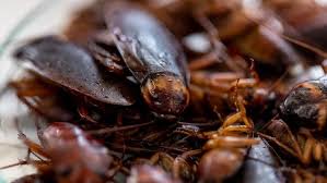 10 Cara Ampuh Dan Mudah Untuk Basmi Kecoak Di Rumah