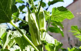 Sevin is a synthetic insecticide; How To Grow Okra Planting Okra Plants In Your Garden