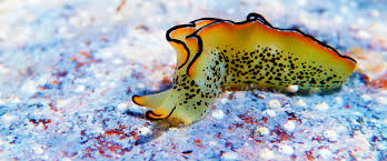 Image result for Isoglossa membranacea