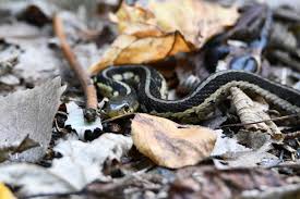 The picture at the top of the page shows a pair of garter snakes. Creature Feature The Ubiquitous Garter Snake Forest Preserve District Of Will County