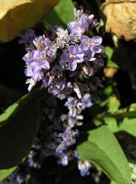 Image result for Limonium vulgare