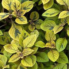 Image result for Plectranthus elegans