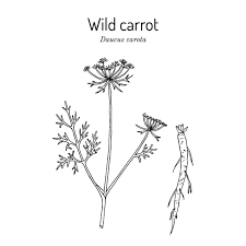 Image result for Daucus carota