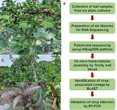 Watch the video explanation about plum tree identification online, article, story, explanation, suggestion, youtube. Images Of Plum Trees And Experimental Scheme A Healthy Tree Of Plum Download Scientific Diagram