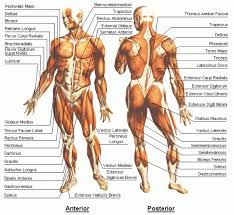 The muscles of the spine anatomy chart shows every one of the many layers of muscle in the spine and back, using beautifully illustrated and detailed representations of the human anatomical structure. Upper Body Muscle Chart Health