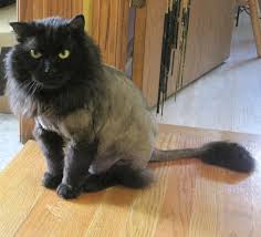 Although a playful kitten sounds endearing. Why You Should Get Your Cat A Lion Cut This Summer Scoop Empire