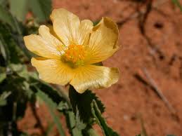 Image result for Sida ovata