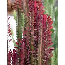 Image result for Euphorbia rubriflora