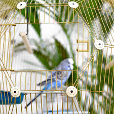 Check out our table top bird cage selection for the very best in unique or custom, handmade pieces from our shops. Geo Bird Cage The Beautiful Geodesic Budgie Cage