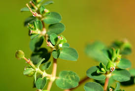 Image result for Euphorbia serpens