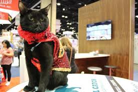 The cat® global watch live machine demos every day! Global Pet Expo 2020 Day 2 Pet Age