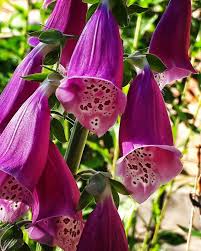 Pin On Foxgloves