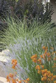 Waterwise Border Plantings Drought Tolerant Landscape Garden Landscape Design Miscanthus Morning Light