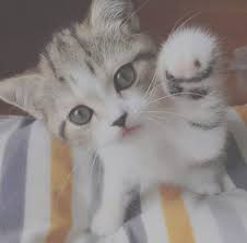 إحنا في 1 مارس وهذا الجميل أصبح يفهم حاجات كثيرة تربية القطط cats animals