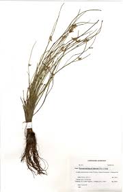 Image result for Schoenoplectus erectus