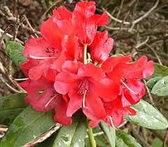 Plant Descriptions Hybrid Rhododendrons Rhododendron Plant Rhododendron Plants