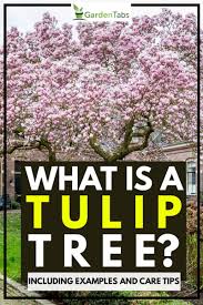 Tulip trees (liriodendron tulipifera) live up to their name with spectacular spring blooms that resemble the flowers.the tulip poplar tree is not a poplar tree and not related to tulip flowers but is actually a member of the magnolia family. What Is A Tulip Tree Inc Examples And Care Tips Garden Tabs