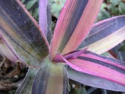 It can be used in pots or as ground cover, and it thrives in full sun with moderate water. Tradescantia Pallida Variegated