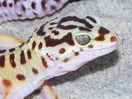 Leopard Gecko Care Sheet