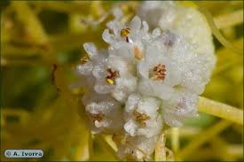 Image result for Cuscuta planiflora