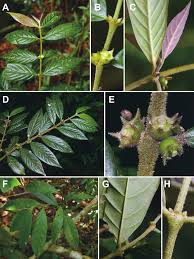 Image result for Lasianthus