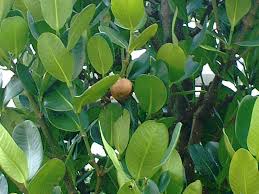 Image result for Garcinia acutifolia