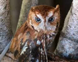 Image of Screech Owl