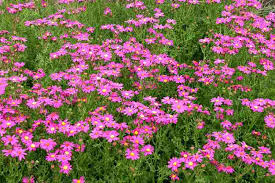 Image result for Senecio purpureus