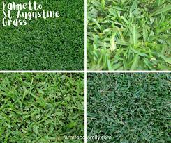 When the leaf blades wilt, turn. 9 Types Of St Augustine Grass Growing And Care Guide With Pictures